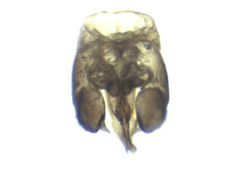 Réf. 346 807 : Hylaeus communis